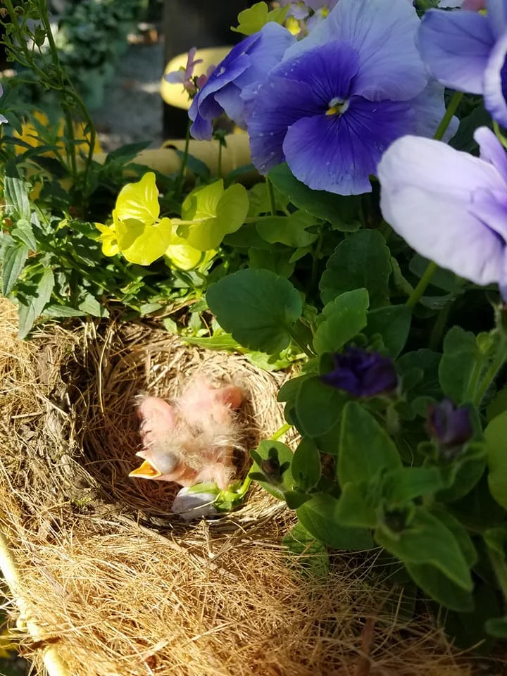 babybirds-LFN.jpg