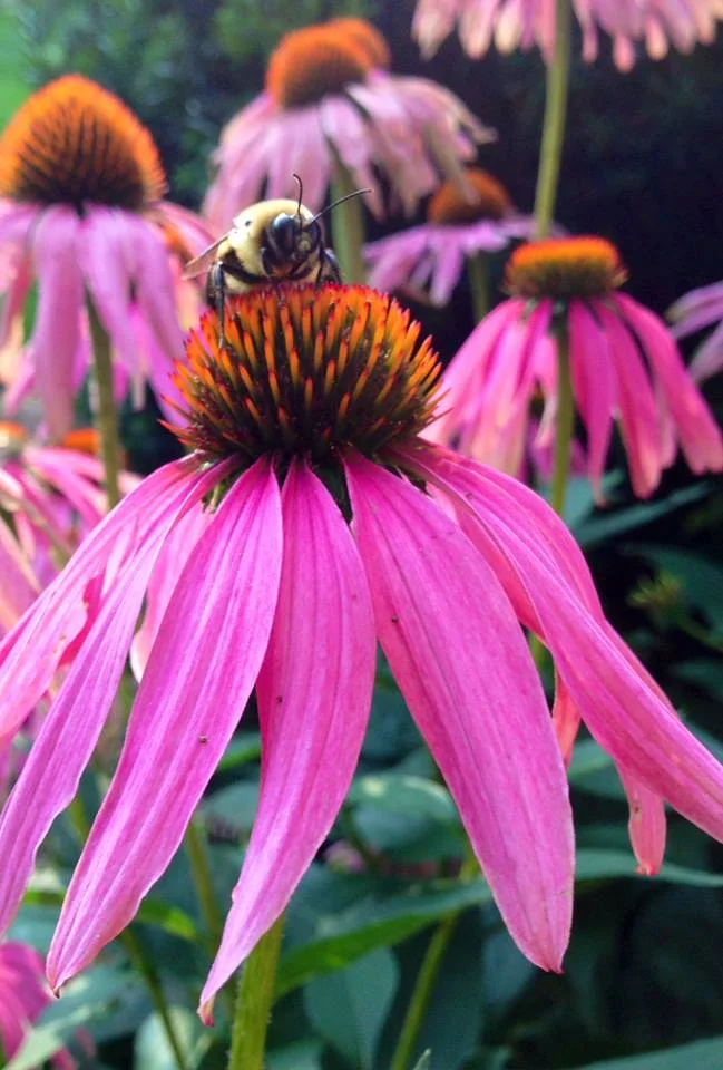 beeonbud-LFN.jpg