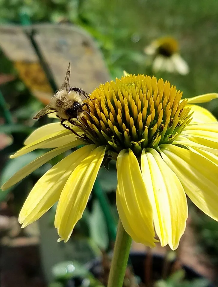 beeonyellowflower-LFN.jpg
