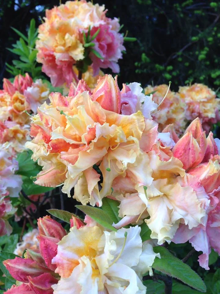 colorfulflower-LFN.jpg
