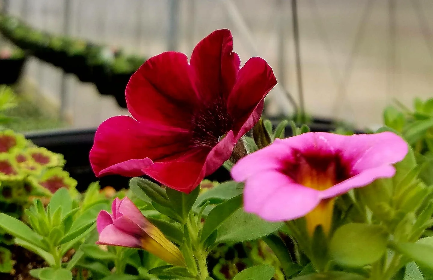flowrsofpinkandred-LFN.jpg