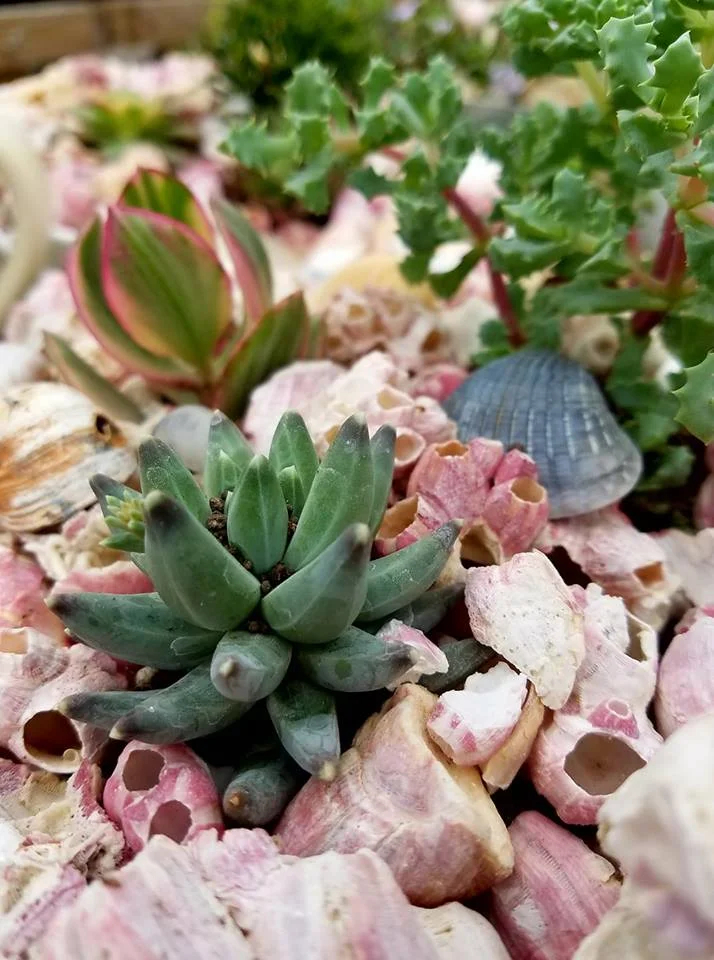 succulentsandbarnacles-LFN.jpg