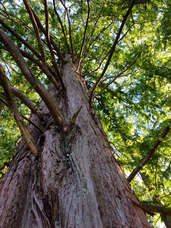 tree_LFN.jpg