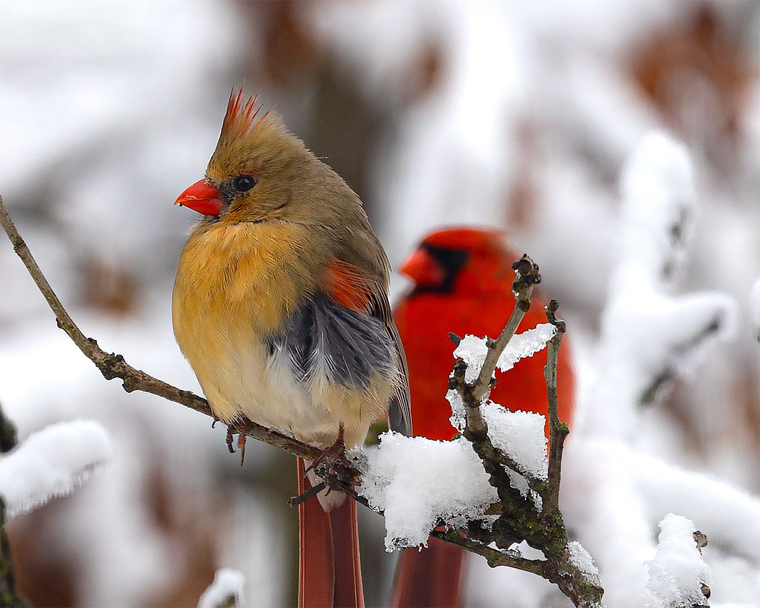Cardinals in early Spring snow