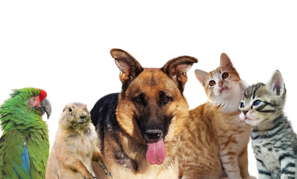 pets_shutterstock_510859414.jpg