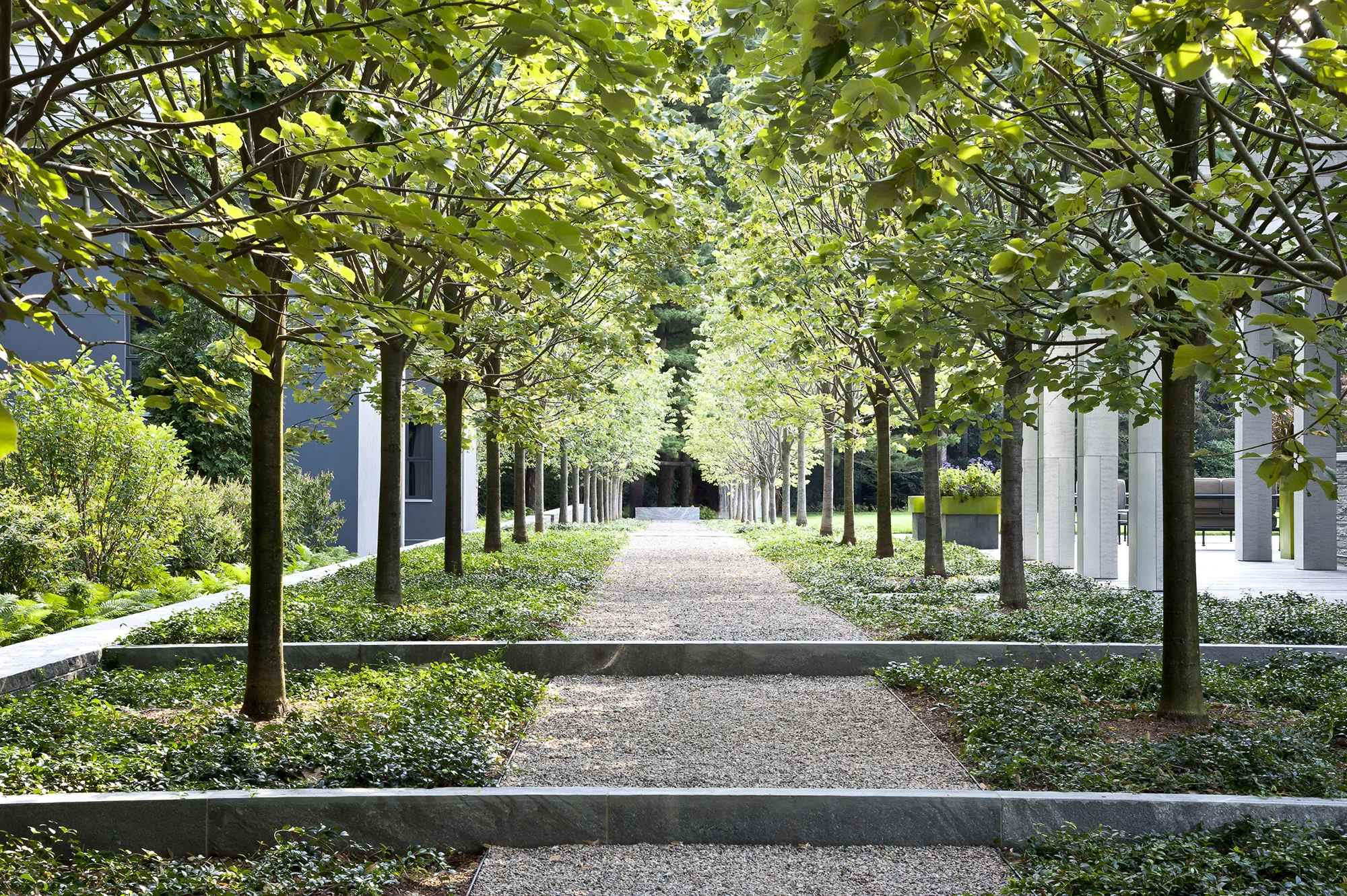 This property was originally part of a larger adjacent homestead, separated by a shared pond, also designed by STIMSON. As a growing family, the Owners wanted a landscape that could handle a large play lawn for athletic use, a pool area, kitchen garden, and terraces for entertaining. The site is conceived as a series of landscapes that define connections between architecture and the spaces between them. A long allee of lindens defines the walk from the main house to the gymnasium, while the front of house is comprised of an unexpected threshold garden of bamboo and water. The high groundwater at the site was very challenging, but allowed runoff to be collected in a linear rainwater garden at the edge of the pool area, planted with a native palette of wetland plants. The site is wrapped by an existing canopy of evergreens and declining understory, and was restored with hemlock, pine, holly and spruce. A perimeter trail through woodland encircles the property, ending at the meadow. The single heritage apple tree that remained formed the basis for planting an orchard of mature fruit trees within the restored meadow. Recognition Boston Society of Landscape Architects | Merit Award 2015 Collaborators Adolfo Perez Architects Photography Rosemary Fletcher