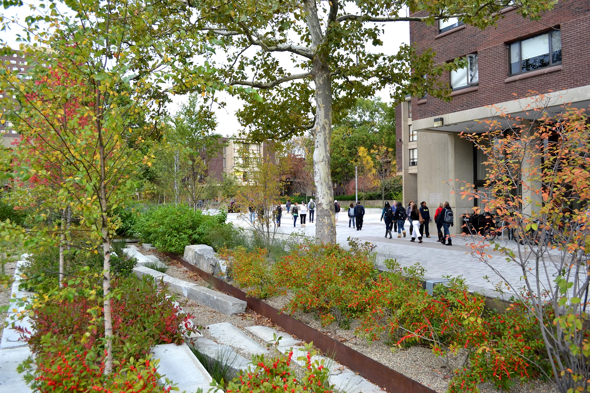 The Southwest Concourse revitalization project is a comprehensive renewal of the most densely populated area on the UMass Amherst campus. The project began as infrastructure replacement for an outdated area of housing on the flagship campus and grew into a complete renovation of the entire five-acre landscape, including the main pedestrian concourse, adjacent plazas, and related parking areas. Comprehensively, the paving to planting ratio on the site was completely inverted. The 70% of original impervious pavement was reduced to 40% hardscape in the re-design. The 30% of original planting and pervious space was expanded to 60% new and restored planting and pervious areas. The introduction of a highly visible stormwater system and associated bioswales, plazas and infiltration gardens had never been previously attempted on the campus, and pioneered the removal of over 25 catch basins and several hundred linear feet of sub-surface stormwater piping. The scale and diversity of native trees, shrubs, grasses and groundcovers takes design form and influence from the regional palette. Recognition Society for College and University Planning | Merit Award 2014 Boston Society of Landscape Architects | Excellence Award 2012 Collaborators SEA Consultants Pine and Swallow Environmental Photography Charles Mayer STIMSON Ngoc Doan