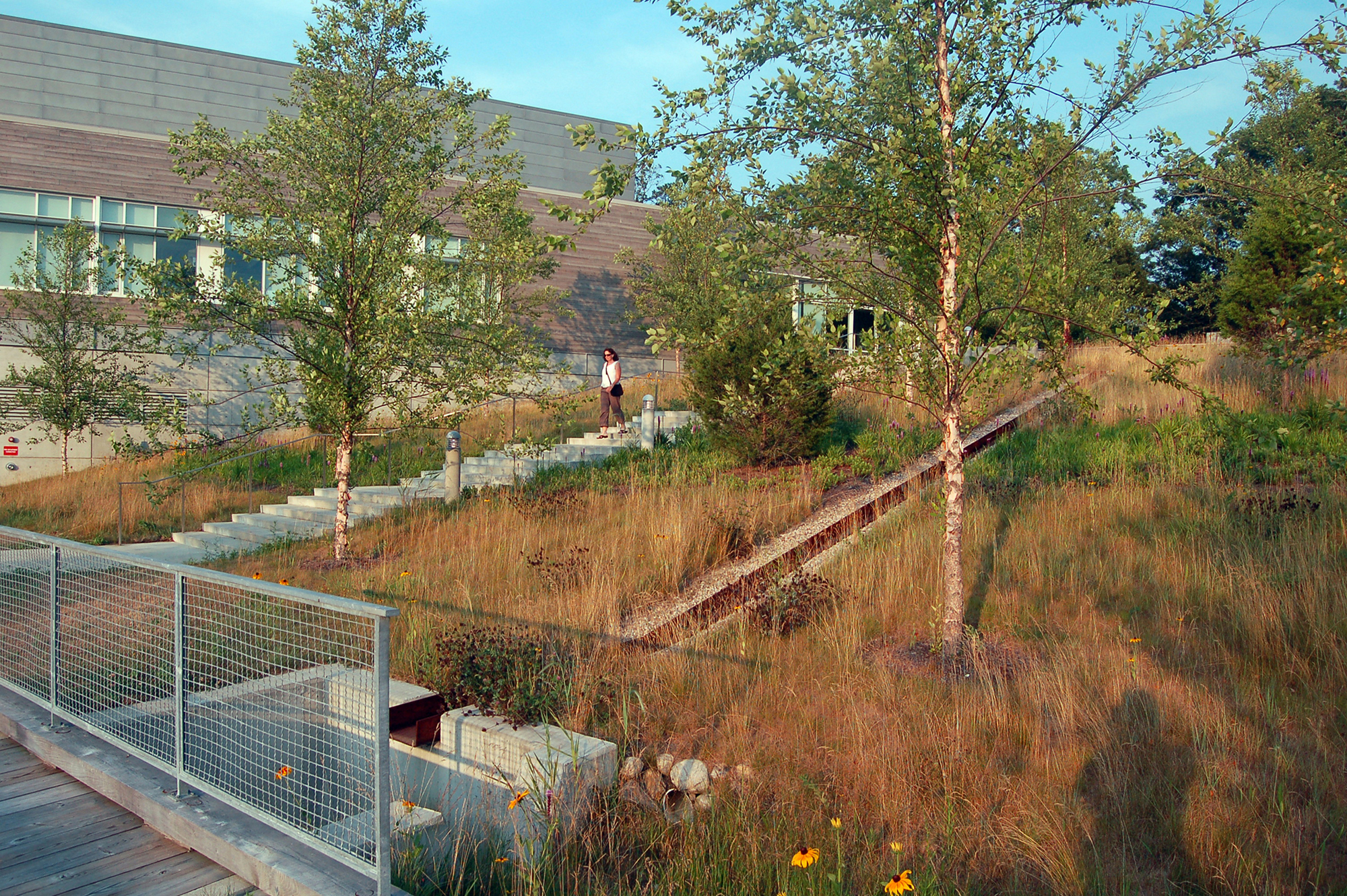 The 100-acre Quissett Campus remains the heart of the Woods Hole Oceanographic Institution, and serves as a model for how an academic campus can act as a living laboratory for education, research and recreation. From the onset, WHOI was willing to use their coastal, institutional landscape as a testing ground for innovative approaches to conventional site planning and design, and in return, our office was allowed to experiment with creative options. To date, we have worked with the Institution on over ten projects from planning to conception. The Master Plan work and successive projects are a demonstration of the Institution’s initiative to make their environmental ethic visible through the built landscape and our ability to respond with ecologically progressive, culturally appropriate, and financially sound solutions. Recognition Boston Society of Landscape Architects | Merit Award 2009 Society for College and University Planning | Honor Award 2009 Boston Society of Architects | Honor Award for Design Excellence 2007 Boston Society of Landscape Architects | Analysis and Planning Merit Award 2002 Collaborators WHOI Facilities Engineering Ellenzweig Associates, Inc. Photography Ngoc Doan STIMSON