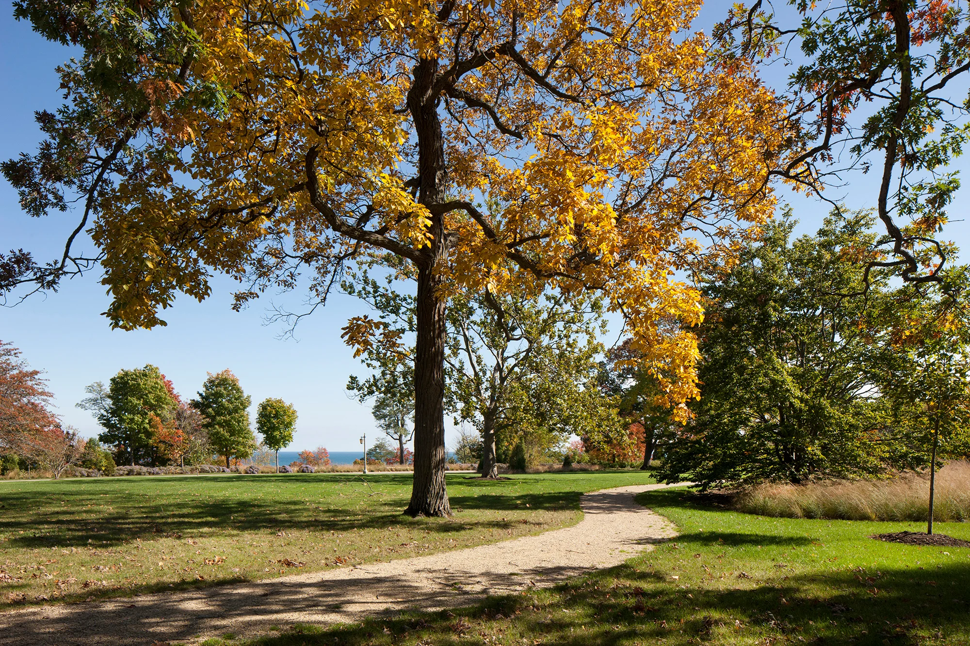 Forest Park 9 SS.jpg