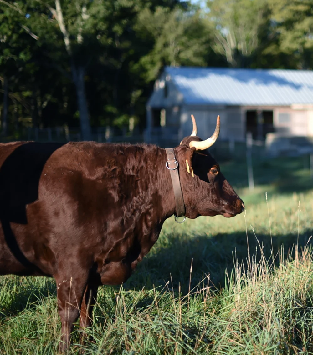Cow_LTS.jpg