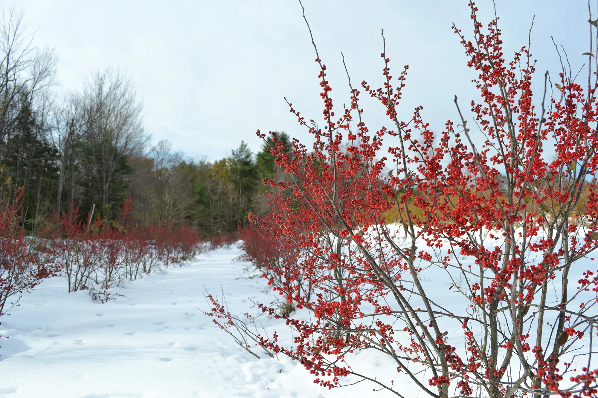 winterberry-2.jpg