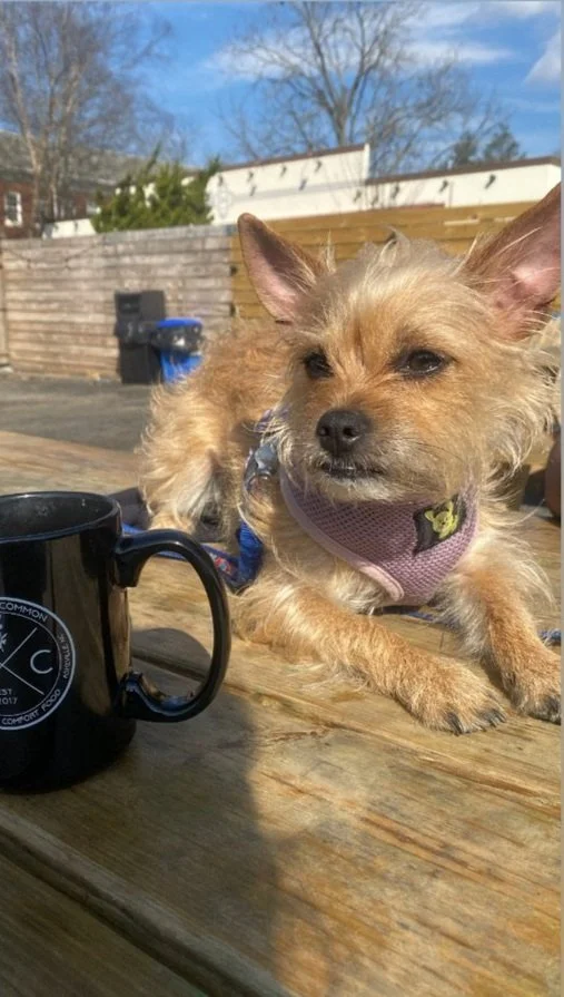 Your guide to dog-friendly West Asheville