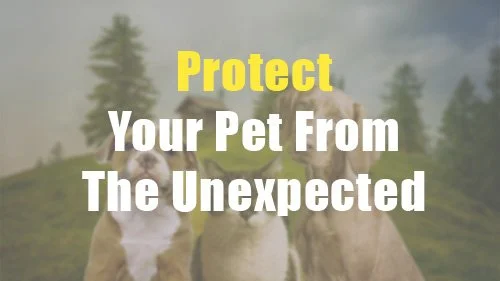 Protecting Your Pet Through Estate Planning