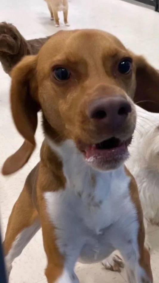 Adding Gradual Typing + Old TV Stuff