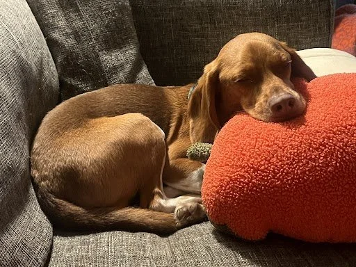 Podo thriving, updates