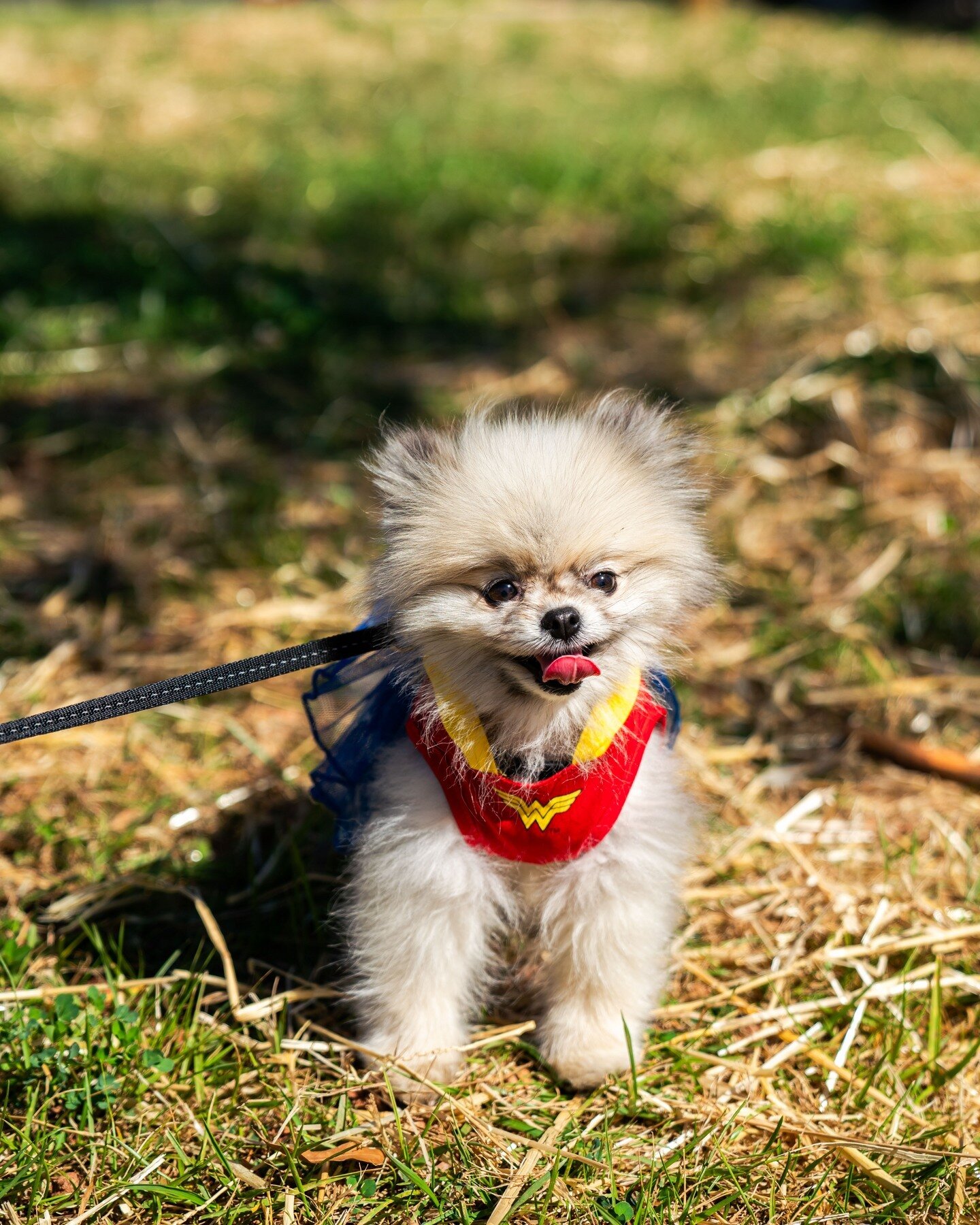 We're having a Pet Picnic!

If you are a business that sells mostly pet products, or products for pet owners, we want you to join us April 24th for a mid-week market in Ballantyne.

There are only a few days left to apply! Applications close on the 1