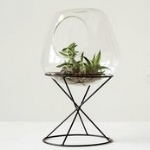 small glass terrarium