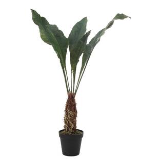 tropical-banana-leaf-plant-in-pot.jpg