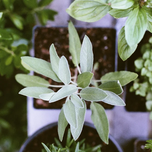 shady-acres-herb-farm-theresa-mieseler-basil.jpg