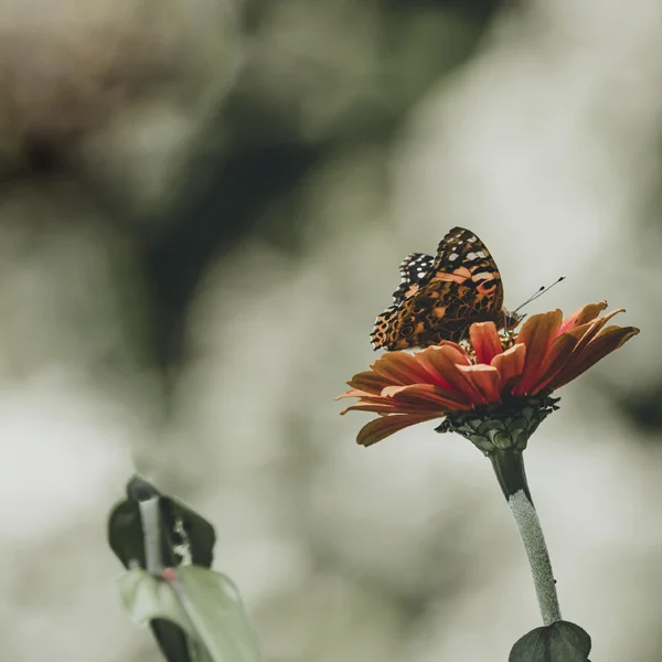 shady-acres-herb-farm-theresa-mieseler-butterfly.jpg