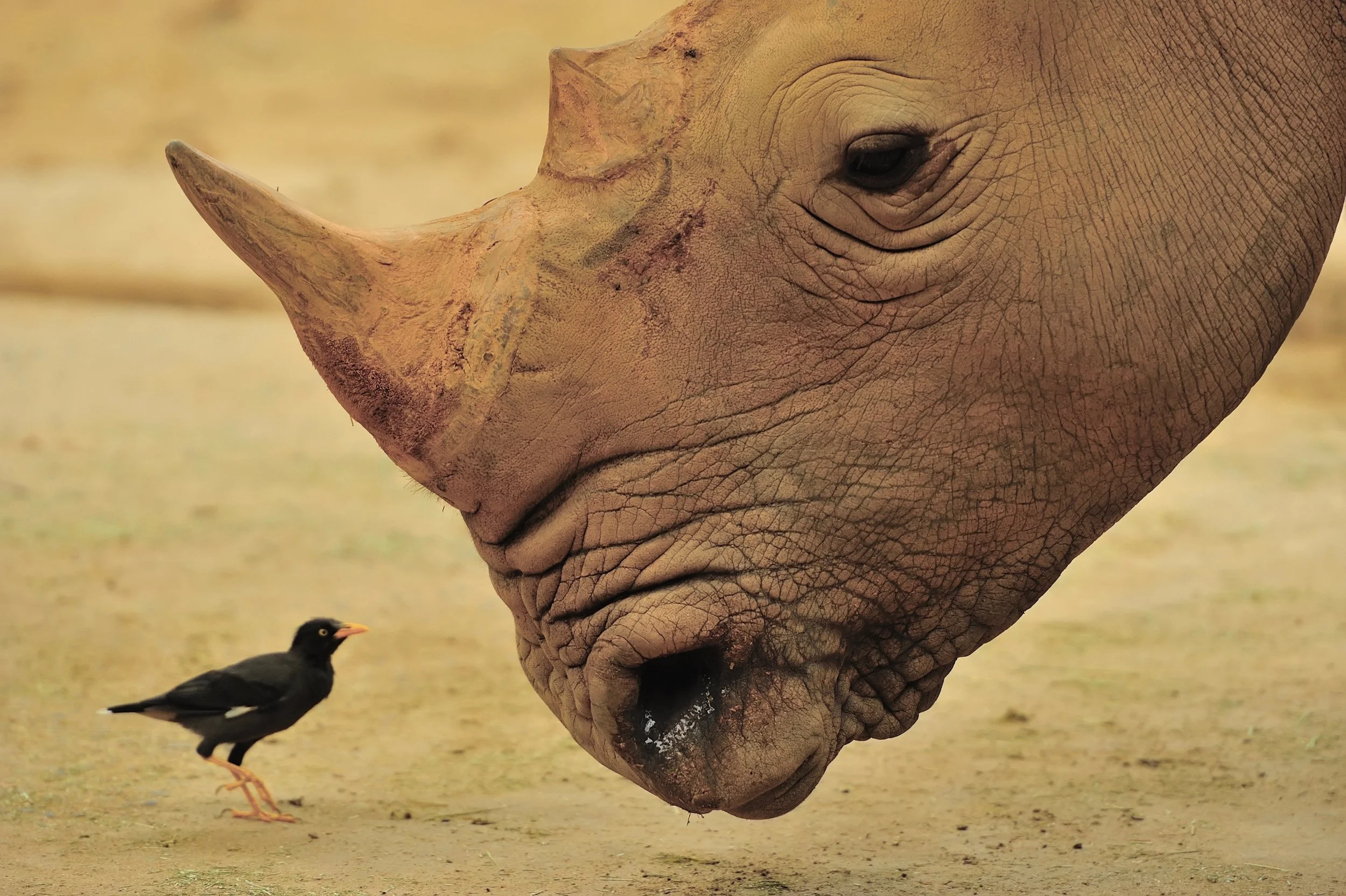 Husk of Rhino, Kessinger.jpg