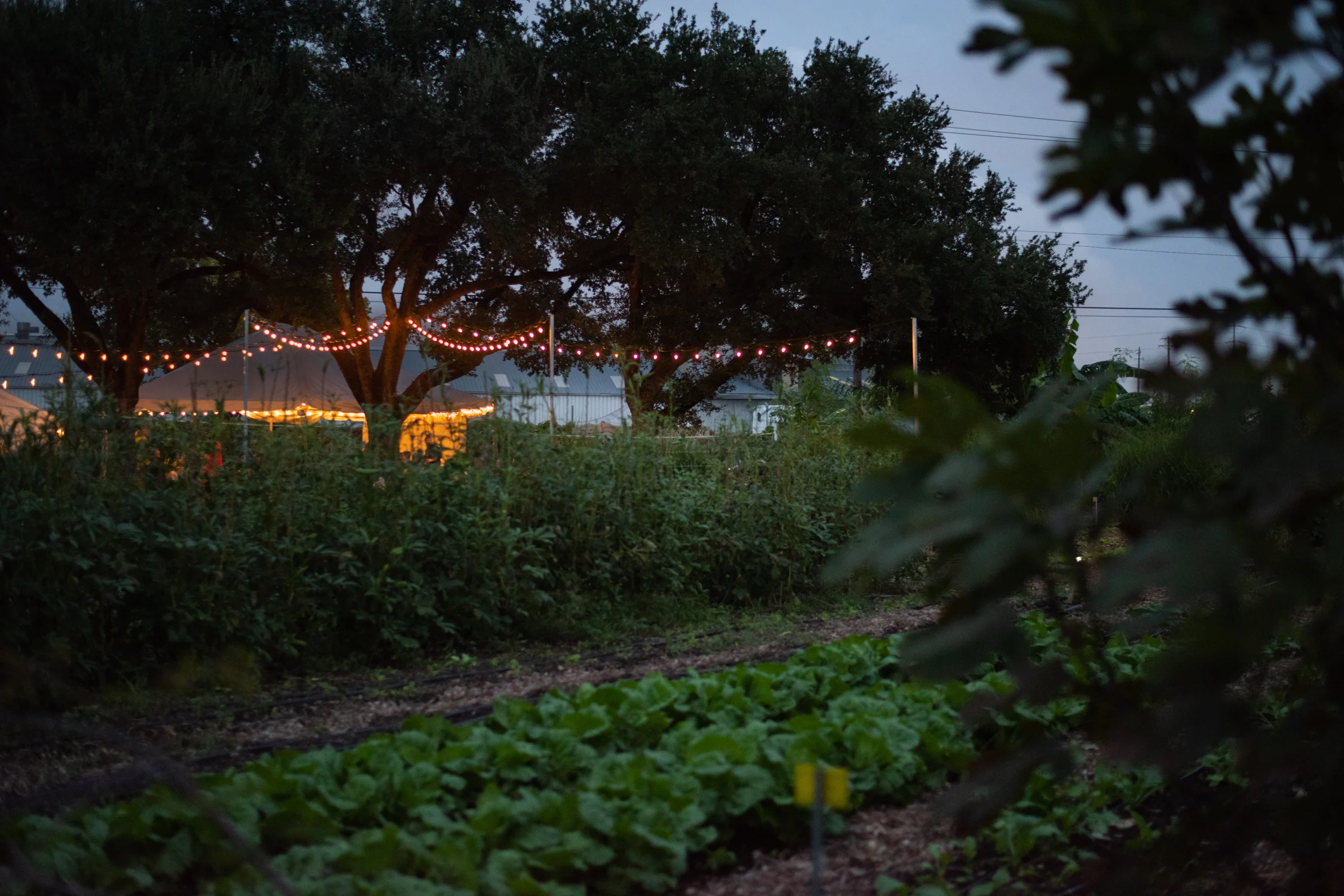 20181019_Foraging_Dinner_Finca_Tres_Robles_Amy Scott, © A.E.Scott Designs 2018-8.jpg