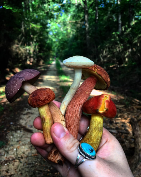 foragers.png