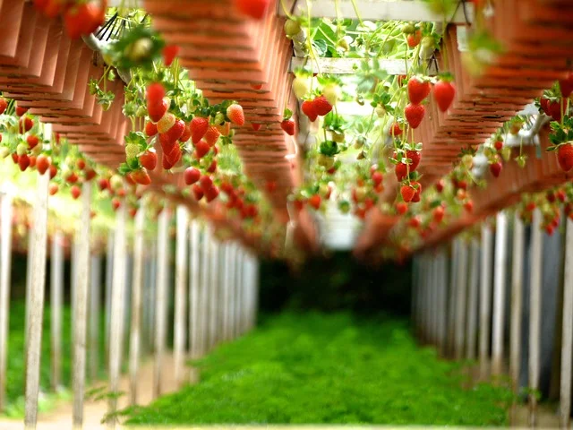 strawberry-260687_640.jpg