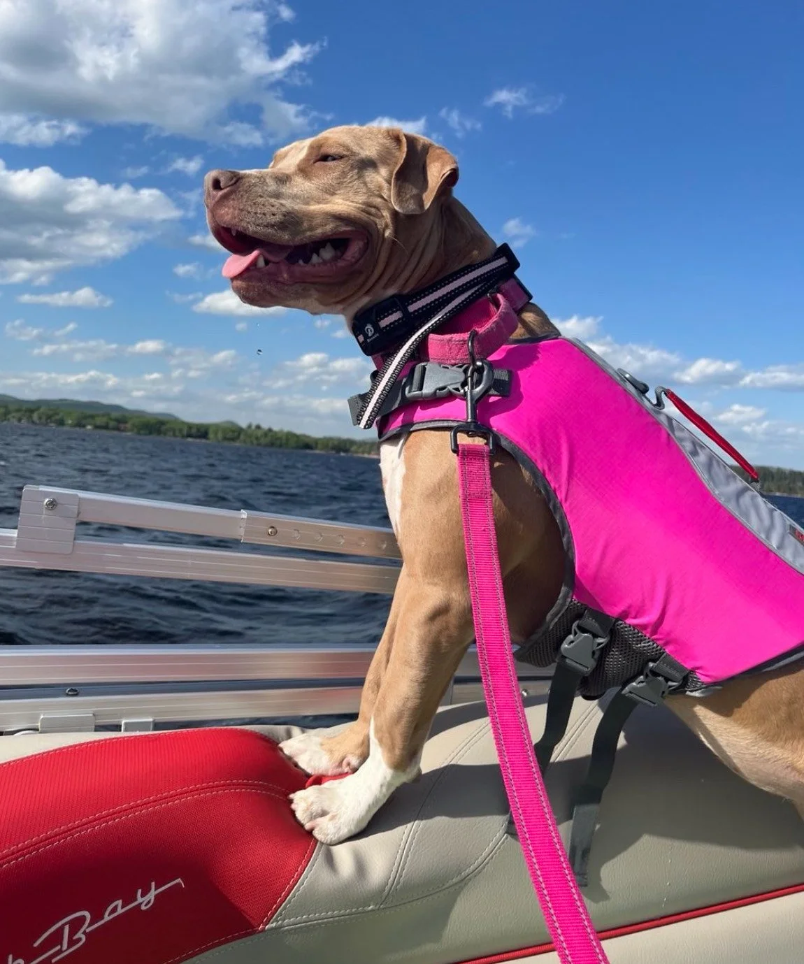 Paws, Purrs, and Big Wins: Meet Our February 2025 Pet Contest Winners