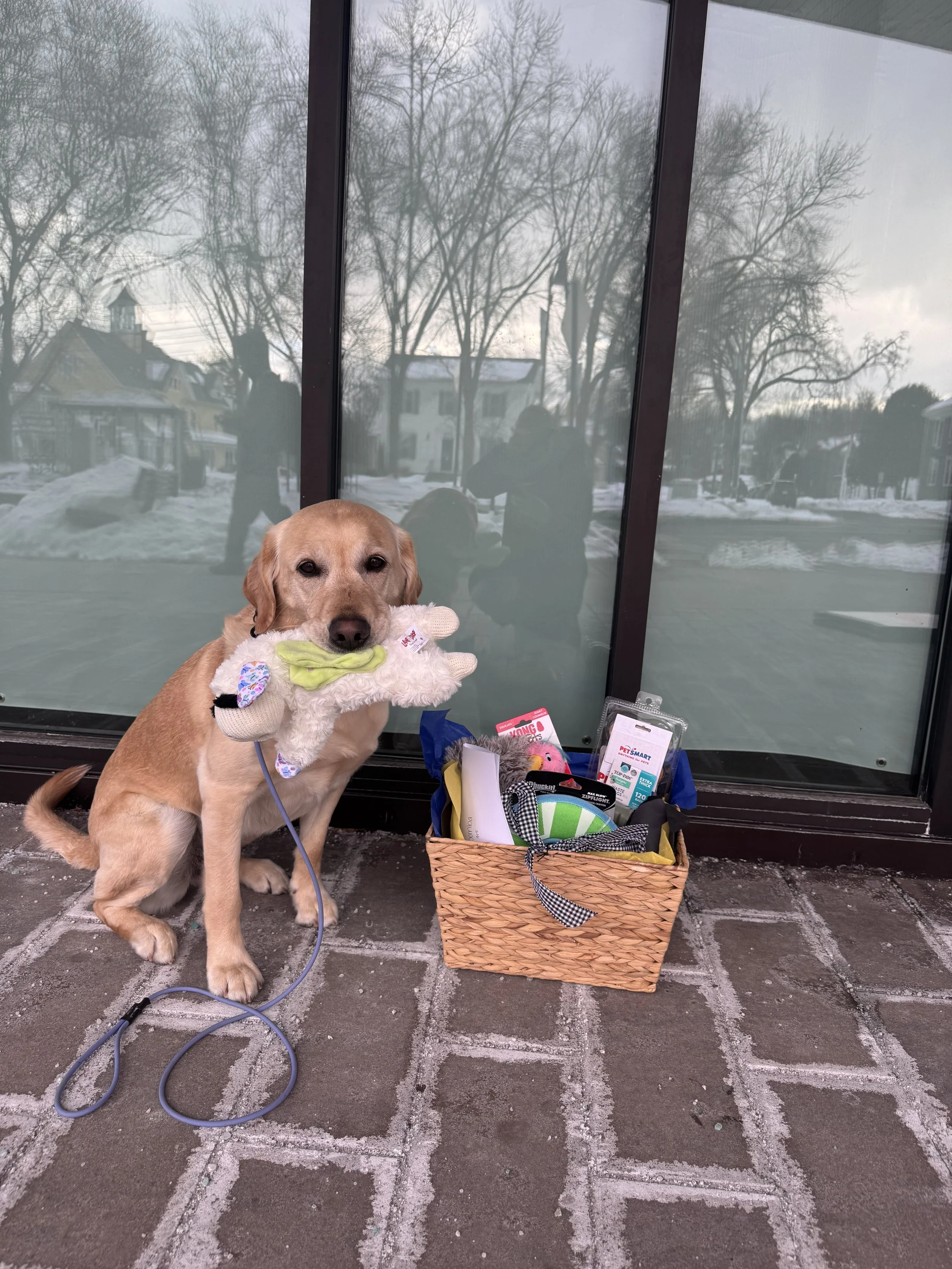 Paws, Votes, and Winners: Our Community Pet Photo Contest