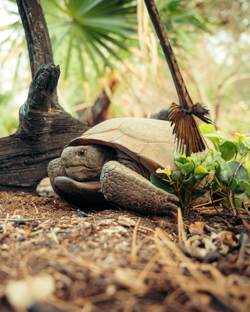 D Ranch Nature Center — Conservation Florida