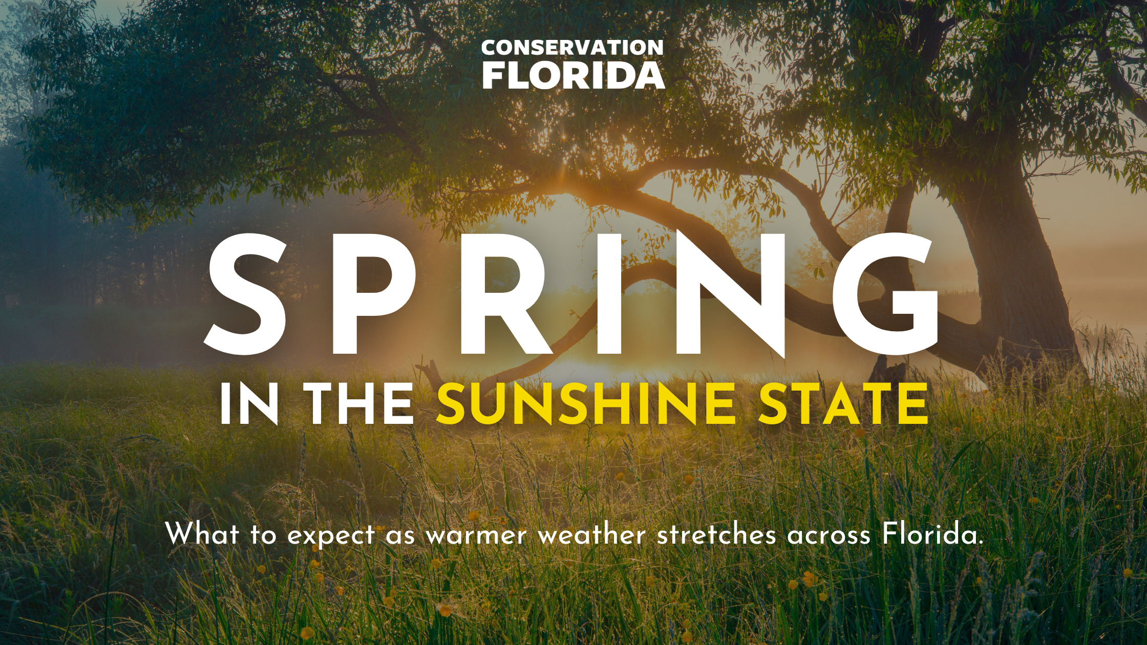 Protect the Land, Preserve the Magic: Spring Has Arrived in Florida ...