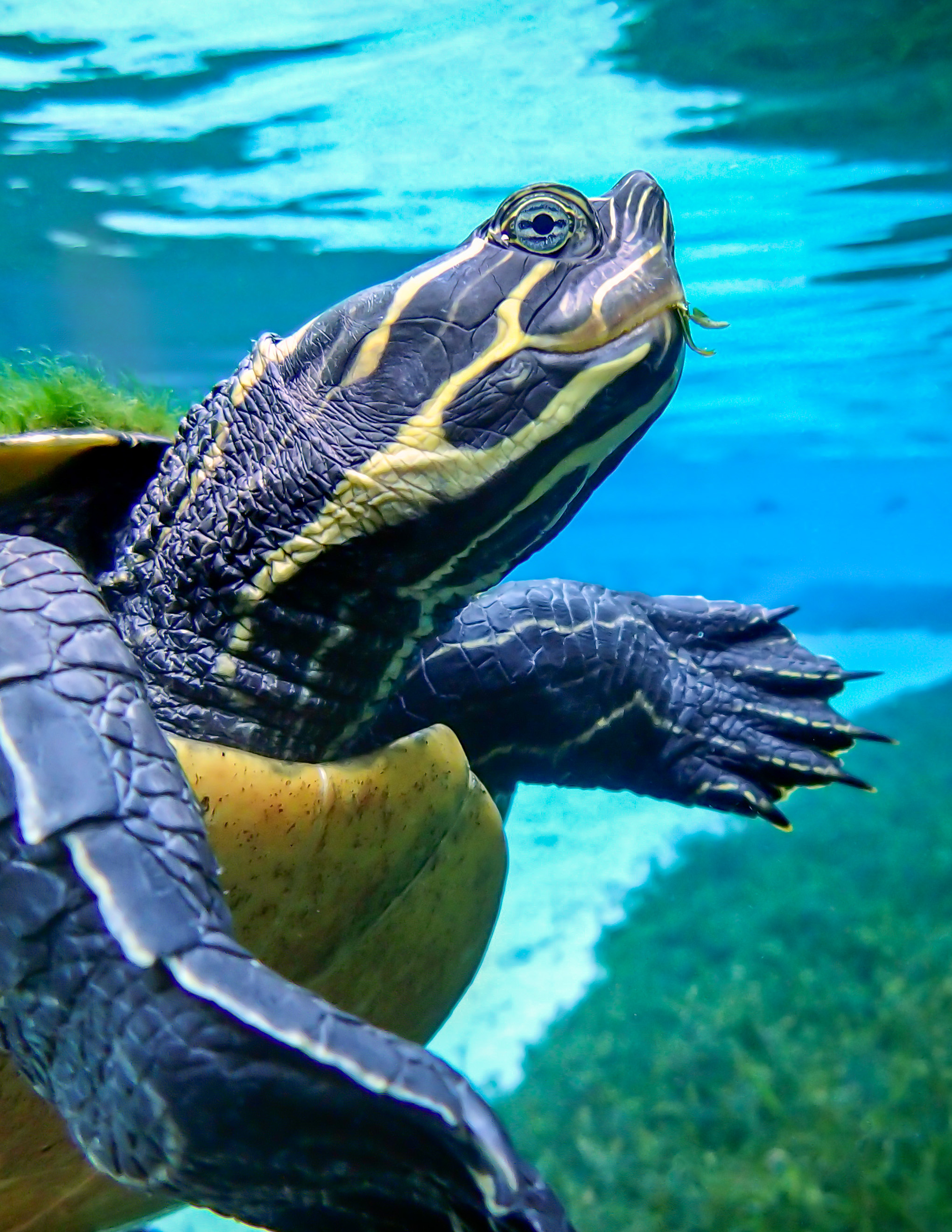 blue spgs uw turtle.moran.jpg
