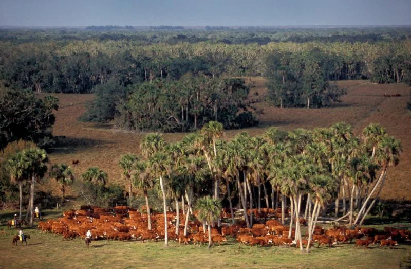 Adams Ranch, Inc. provides stewardship of a landscape-sized wildlife corridor connecting other managed lands. Photo by Carlton Ward / carltonward.com