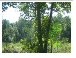 lochloosa_preserve4web.jpg