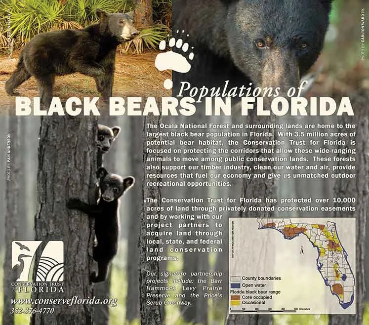 blackbear-pop-lg4web.jpg