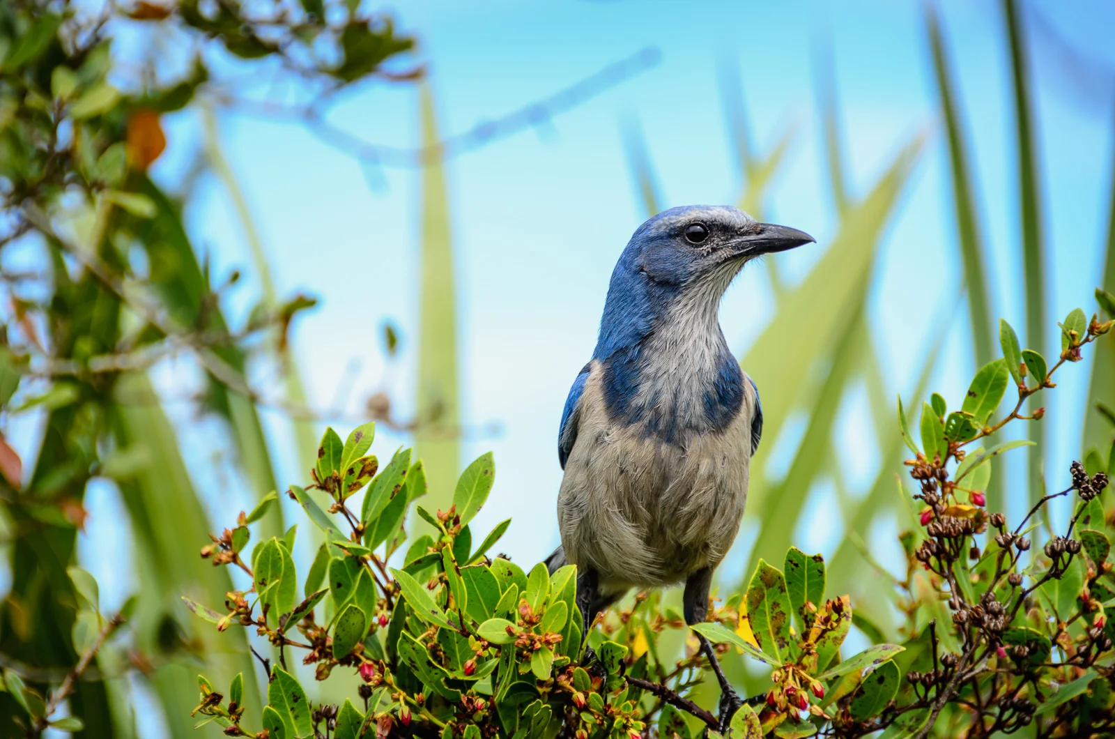 Conservation Florida's vision is a Florida where protected lands support healthy populations of native plants and wildlife, like the Florida Scrub Jay pictured above. Photo by Chuck Palmer