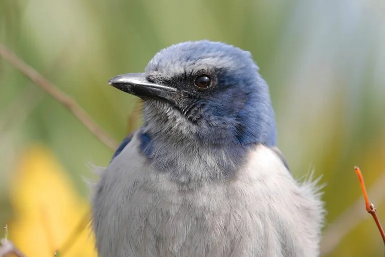 scrub-jay-768x512.jpg