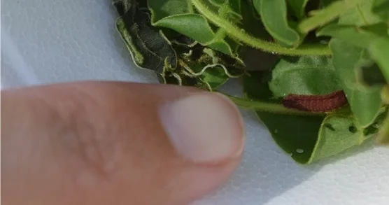 Miami blue caterpillars are tiny and delicate, and extreme care must be taken during their reintroduction. Photo by Peter Kleinhenz.