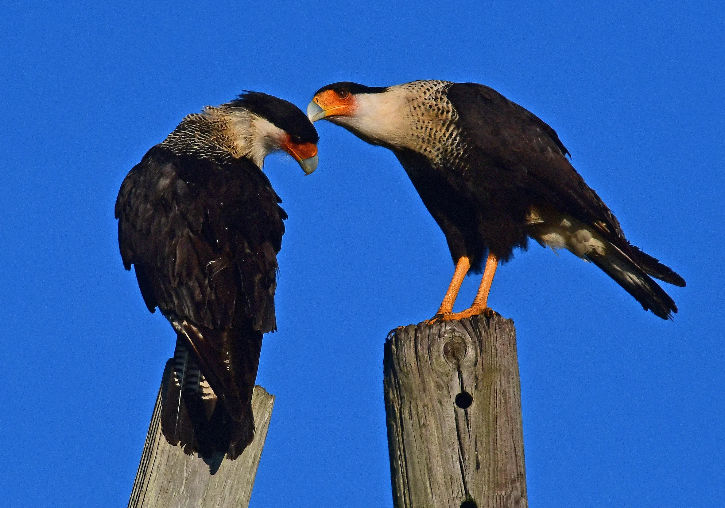 hotographed at Kissimmee Prairie Preserve State Park (KPPSP), Crested Cara Cara are a federally threatened species, and tend to inhabit wet prairies or rangelands. Photo by Ed Perry