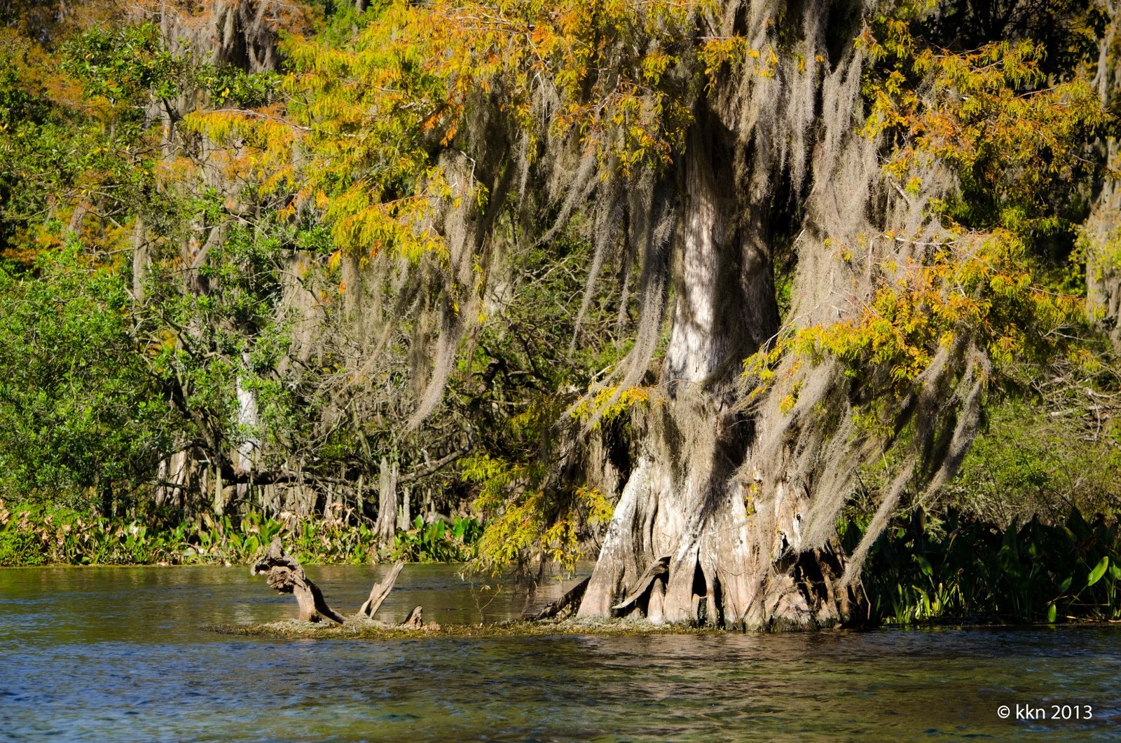 View along the Wakulla River at sunset. Photo by Kari Nousiainen .