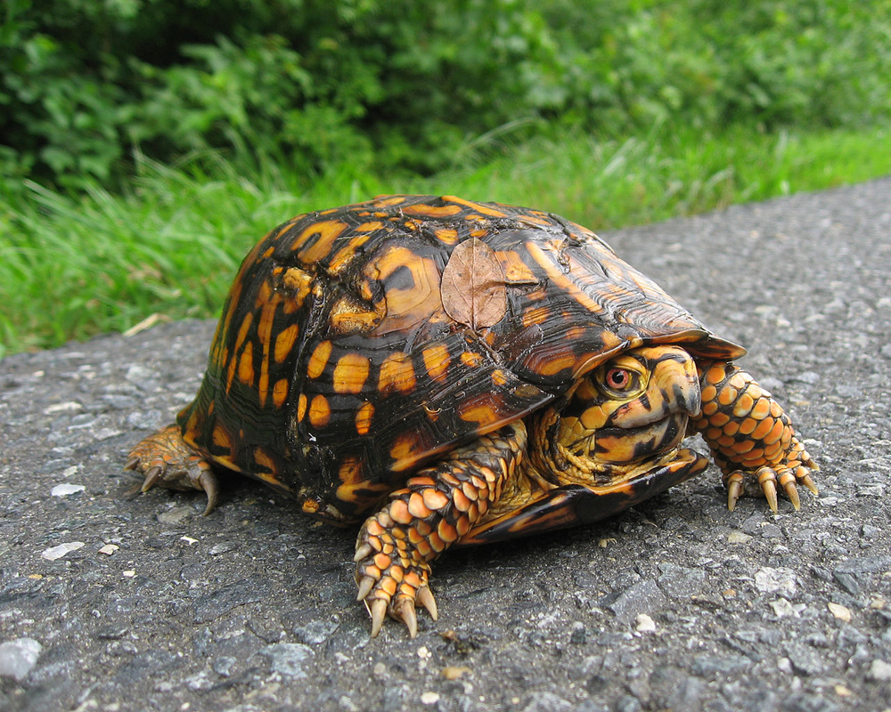 Jousting Tortoises A Gopher Challenge Conservation Florida