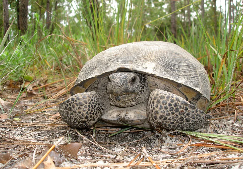 Jousting Tortoises A Gopher Challenge Conservation Florida