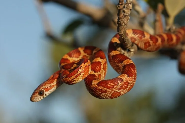Also known as the Eastern corn snake, this nonvenomous snake constricts its prey. Learn more. Photo by Moses Michelshon.