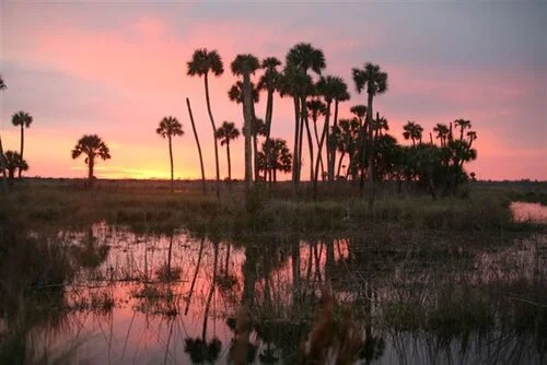 Designated one of “Florida’s Special Places,” the West Volusia Audubon Society offers guided walks at Lake Woodruff on Sundays in the winter. Photo by the Florida Audubon Society.