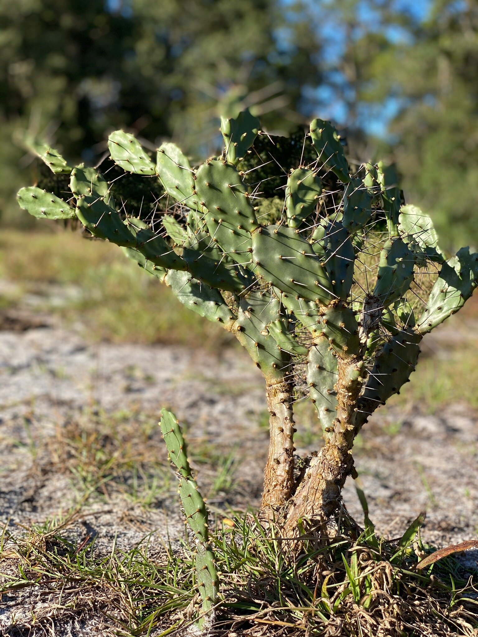 Prickly+Pair+Cactus+at+D+Ranch.jpeg