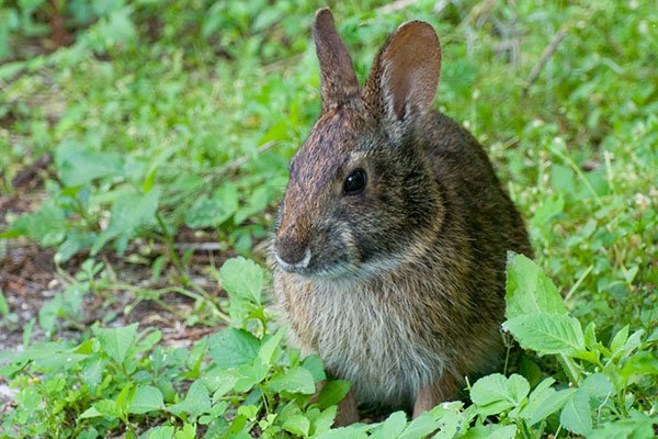 crookedlakeprairie_rabbit.jpg