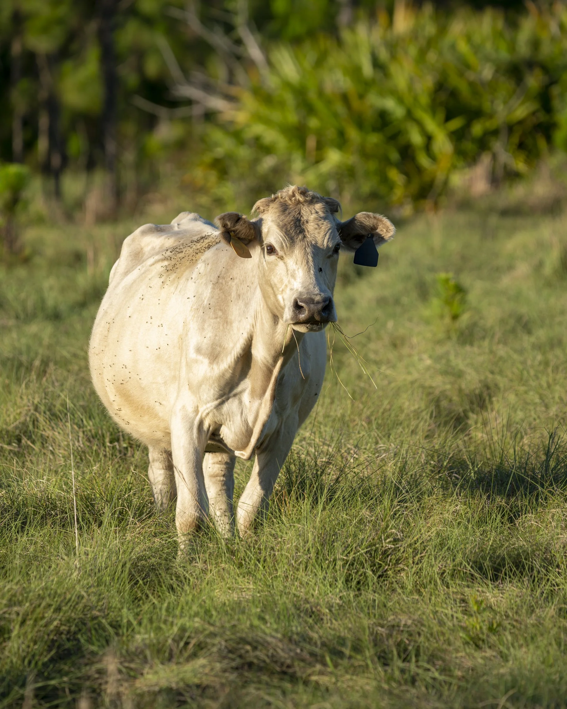 Conservation Florida Permanently Protects 527-Acre XL Ranch Lightsey ...