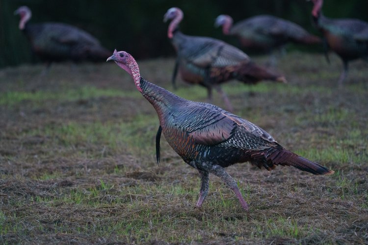 WildTurkeys.jpeg