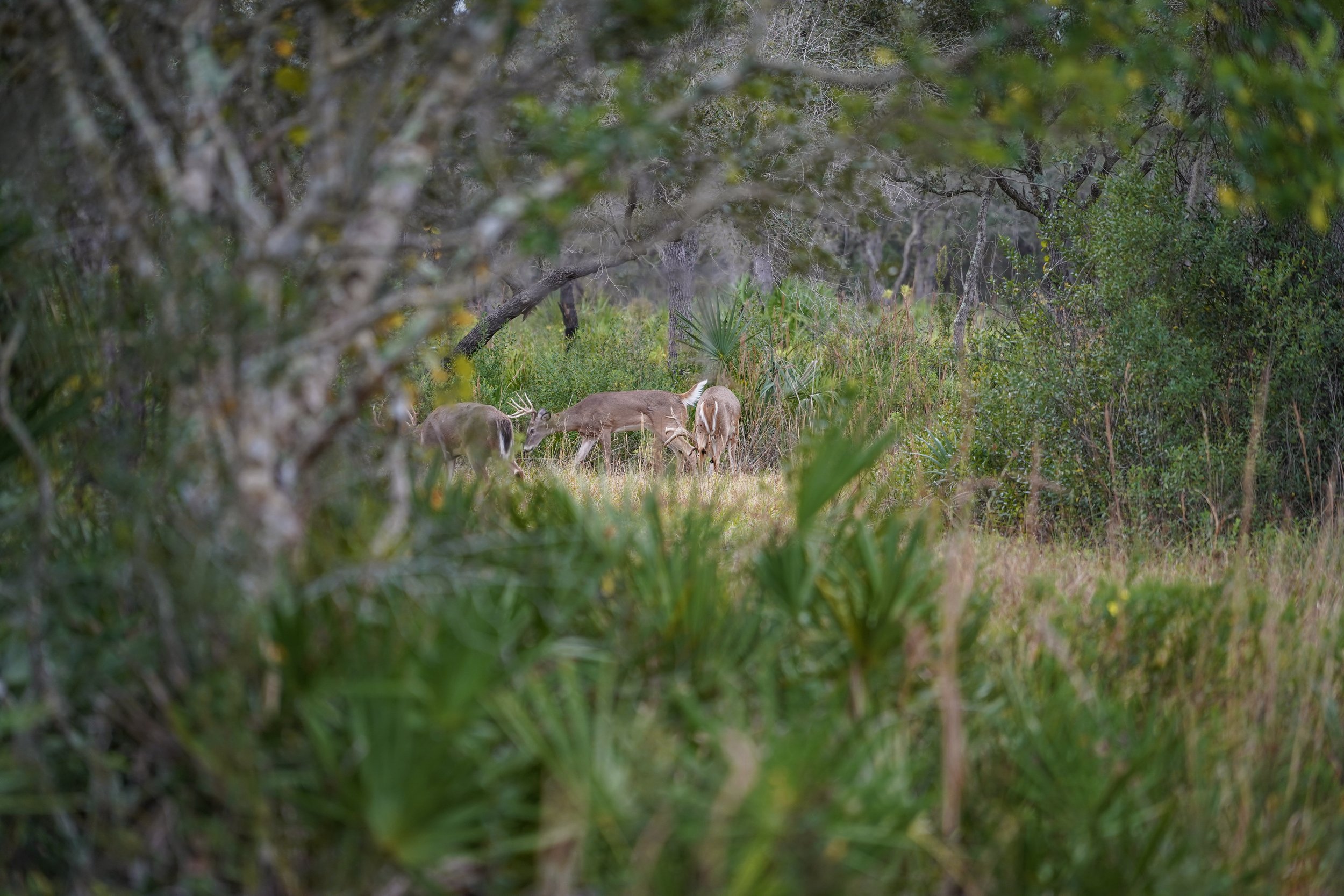 Lightsey Ranch_gabtejeda_7.jpg